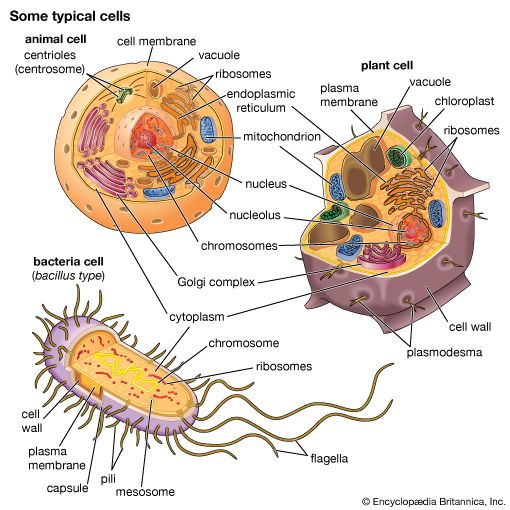 Bacterial, animal, and plant cells compared