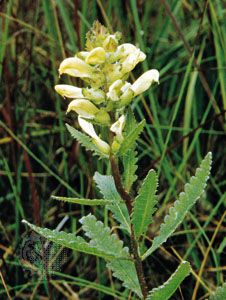 lousewort