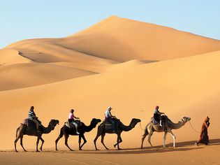 camel caravan in the Sahara