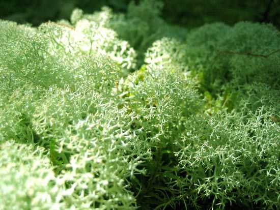 reindeer lichen