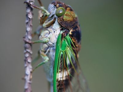 cicada