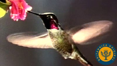 Learn how a hummingbird can fly in any direction and about its iridescent plumage