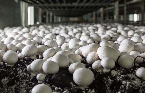 mushroom cultivation