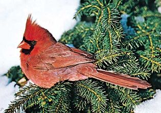 cardinal