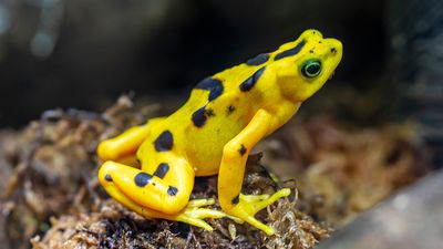 Panamanian golden toad (Atelopus zeteki)