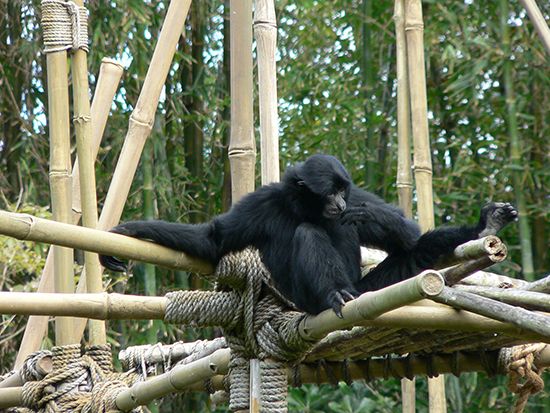 siamang