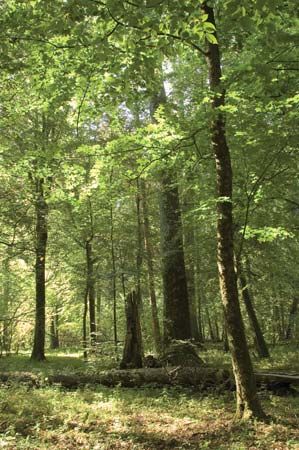 Belovezhskaya Forest