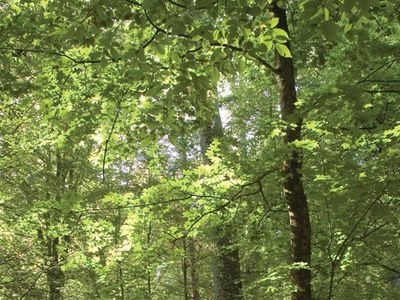 Belovezhskaya Forest