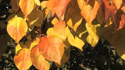 Compare differences in the leaf structures and environments of flowering dicots, ferns, pine trees, and cacti