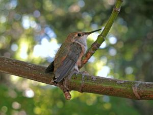 rufous hummingbird on a branch