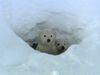 Polar bear triplets' first steps into the Arctic