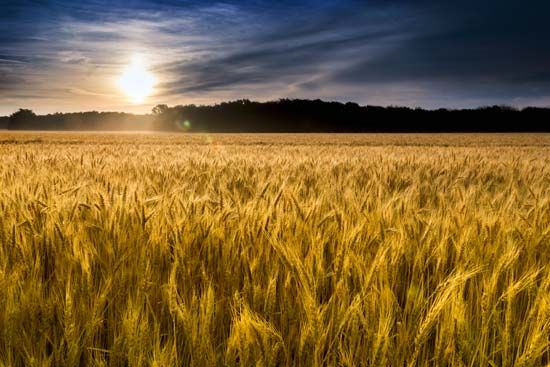 “Amber waves of grain”