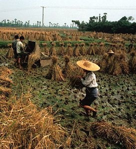 rice paddy field