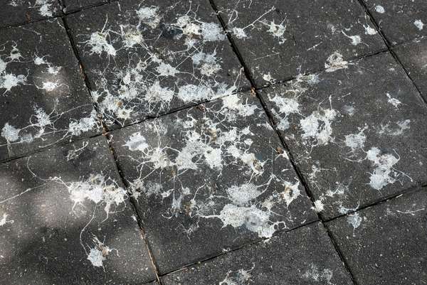 High Angle View Of Bird Dropping On Footpath