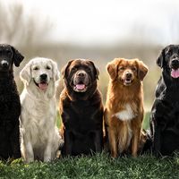 Various retriever dog breeds sitting in a row. L-R: curly coated retriever, golden retriever, Labrador retriever, duck tolling retriever, flat coated retriever. hunting sporting dogs