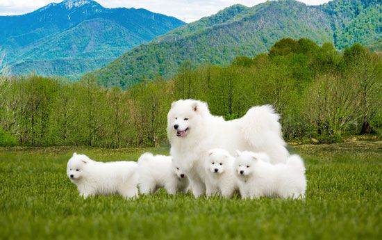 Samoyed with puppies