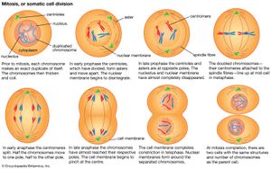 mitosis