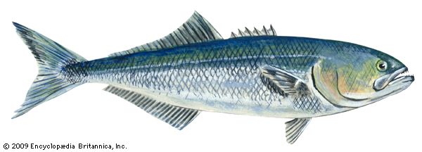 bluefish