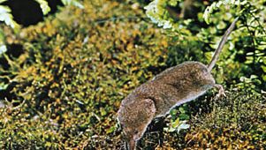 Common Eurasian shrew (Sorex araneus).