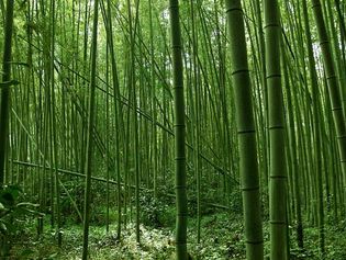 Japan: bamboo grove