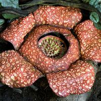 Rare rafflesia plant in jungle. (endangered species)