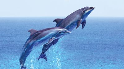 Couple jumping dolphins, blue sea and sky, mammal.