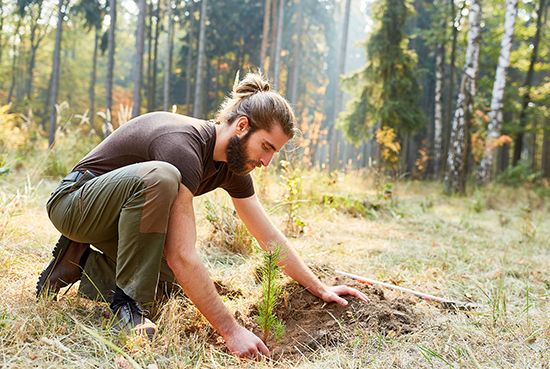 reforestation