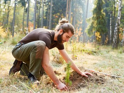 reforestation