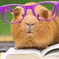 Guinea pig in purple glasses resting on an open book.