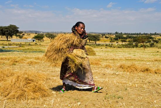 A labor-intensive harvest