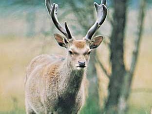 Japanese sika