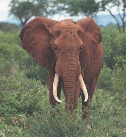 African elephant