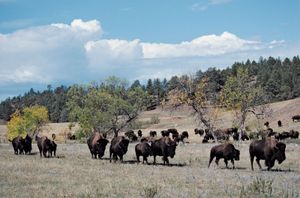 Bison in Custer State Park