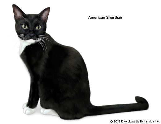 American Shorthair cat