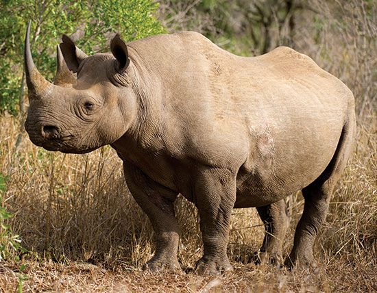 black rhinoceros