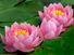 Plant. Flower. Nymphaea. Water lily. Lotus. Aquatic plant. Close-up of three pink water lilies.