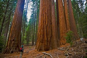 giant sequoias