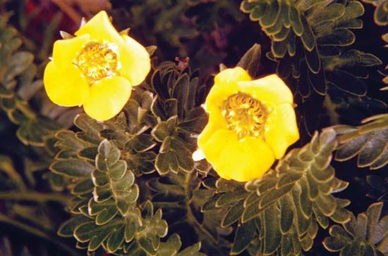 alpine avens