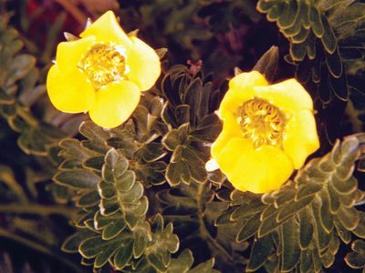 alpine avens