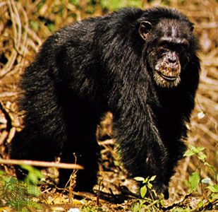 masked chimpanzee (Pan troglodytes verus)