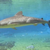 Tiger shark (Galeocerdo cuvieri).