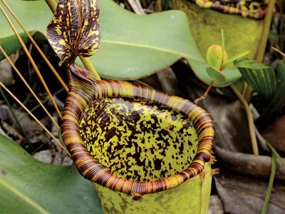 Attenborough's pitcher plant