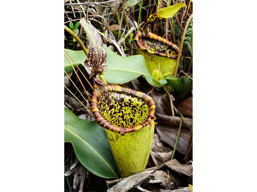 Attenborough's pitcher plant