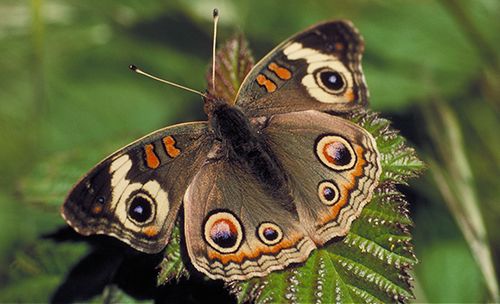 Buckeye butterfly