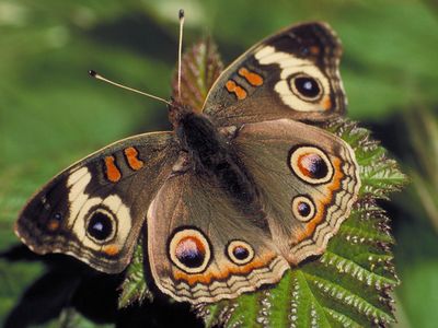 Buckeye butterfly