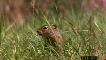 Learn how hibernating ground squirrels lower their body temperatures to enter a dormant state