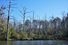 Ghost forest along the Lewis Gut - a stream along the coast near Core Point, North Carolina. Photographed in 2022