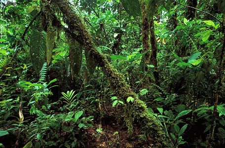 Lowland rainforest along the northern coast of Ecuador. Tropical lowland rainforests are vegetation types found in the ever-wet tropics that are dominated by broad-leaved evergreen trees. They grow primarily in South and Central America, West and Central Africa, Indonesia, parts of Southeast Asia, and northern Australia.