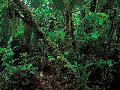 Lowland rainforest along the northern coast of Ecuador. Tropical lowland rainforests are vegetation types found in the ever-wet tropics that are dominated by broad-leaved evergreen trees. They grow primarily in South and Central America, West and Central Africa, Indonesia, parts of Southeast Asia, and northern Australia.