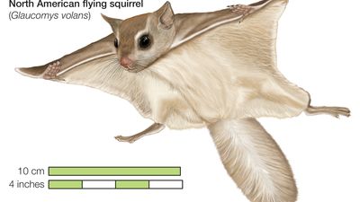 southern flying squirrel (Glaucomys volans)